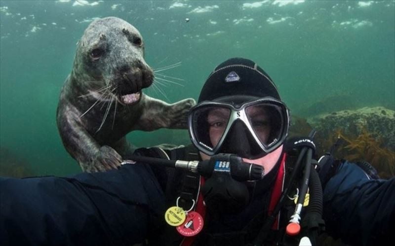 animal photobombs