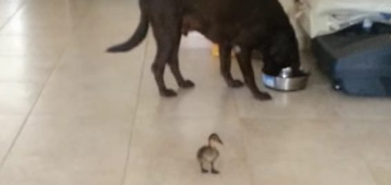 dog and duckling
