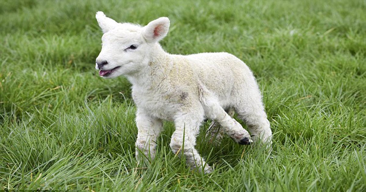 Adorable Lamb Born With Five Legs 0948