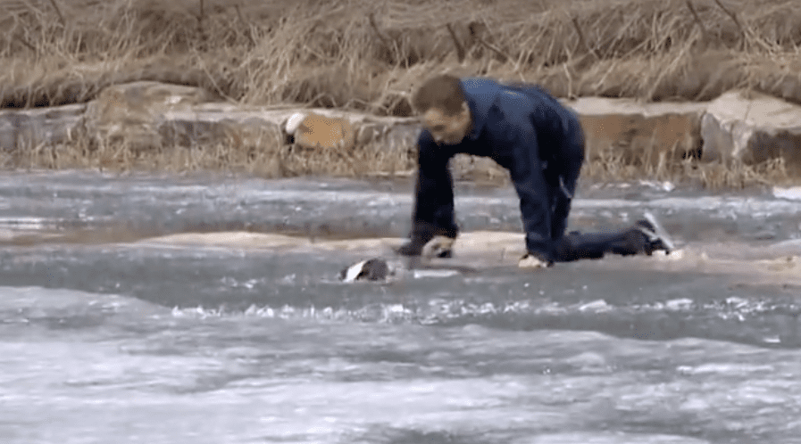 bulldog falls through ice