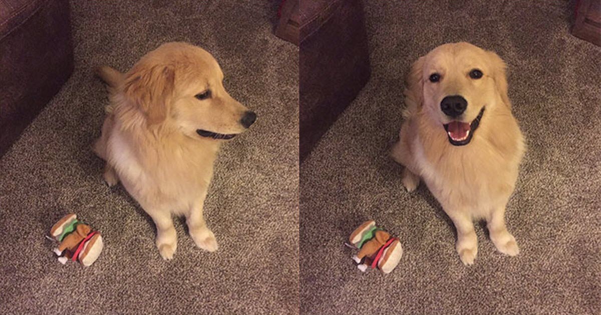 Internet Goes Wild For These Before And After Photos Of Pets Being ...