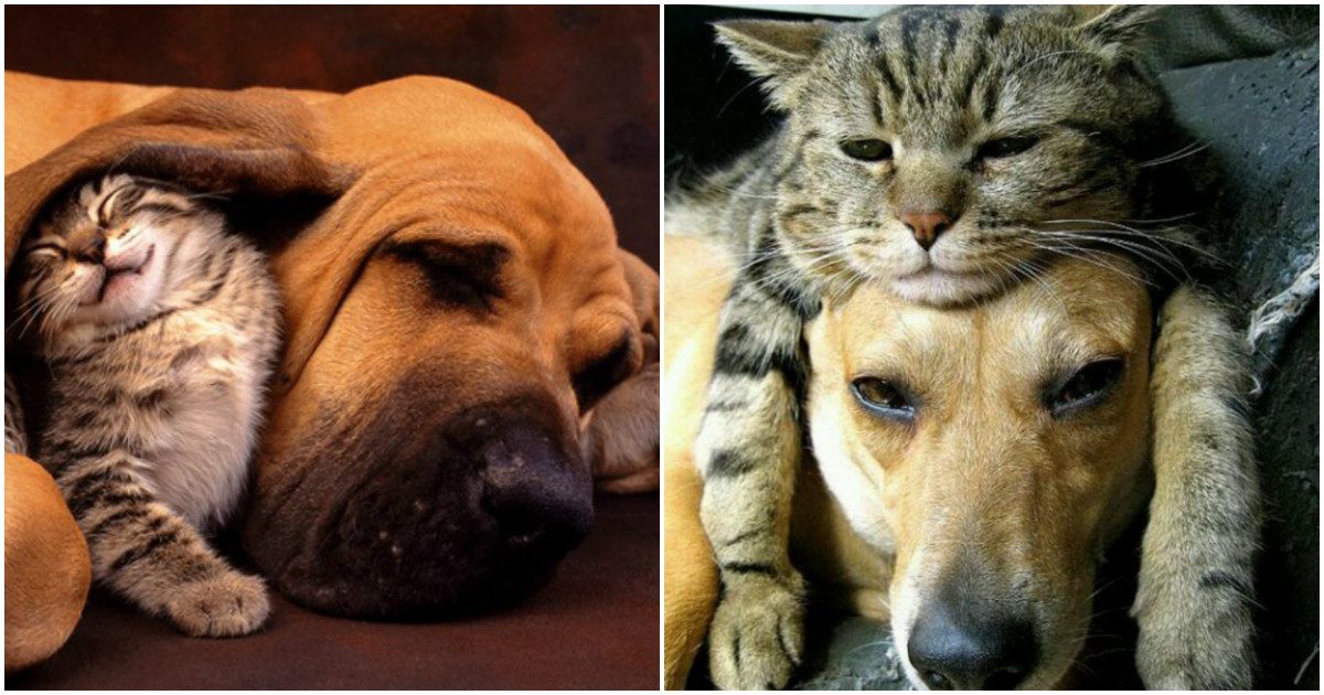 Adorable Photos Of Cats And Dogs Who Were Made For Each Other