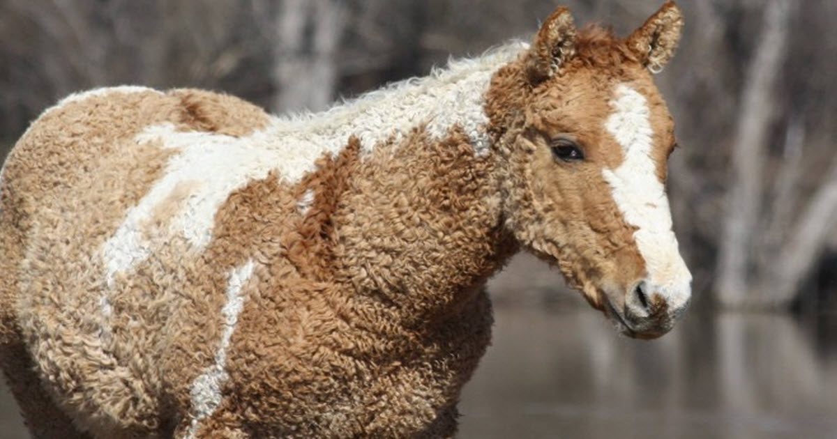 Curly Horse Breed Is Almost Too Cute To Exist