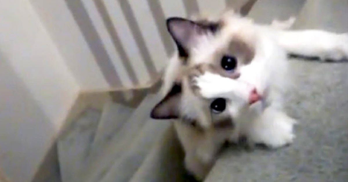 Their Cat Goes Down The Stairs In The Most Hilarious Way You Have Ever ...