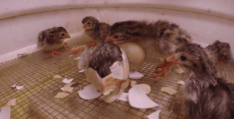 Adorable Chick Helps His Struggling Brother Hatch