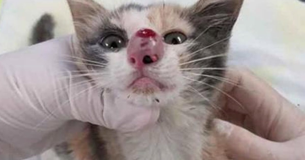 Download Their Kitten's Nose Was Swelling At Rapid Rate, Then Their ...