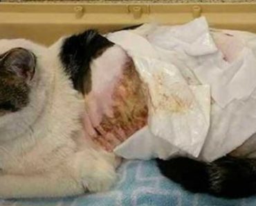 After Teenager Brutally Pours Scalding Water On Innocent Cat, He Is Sentenced To Jail