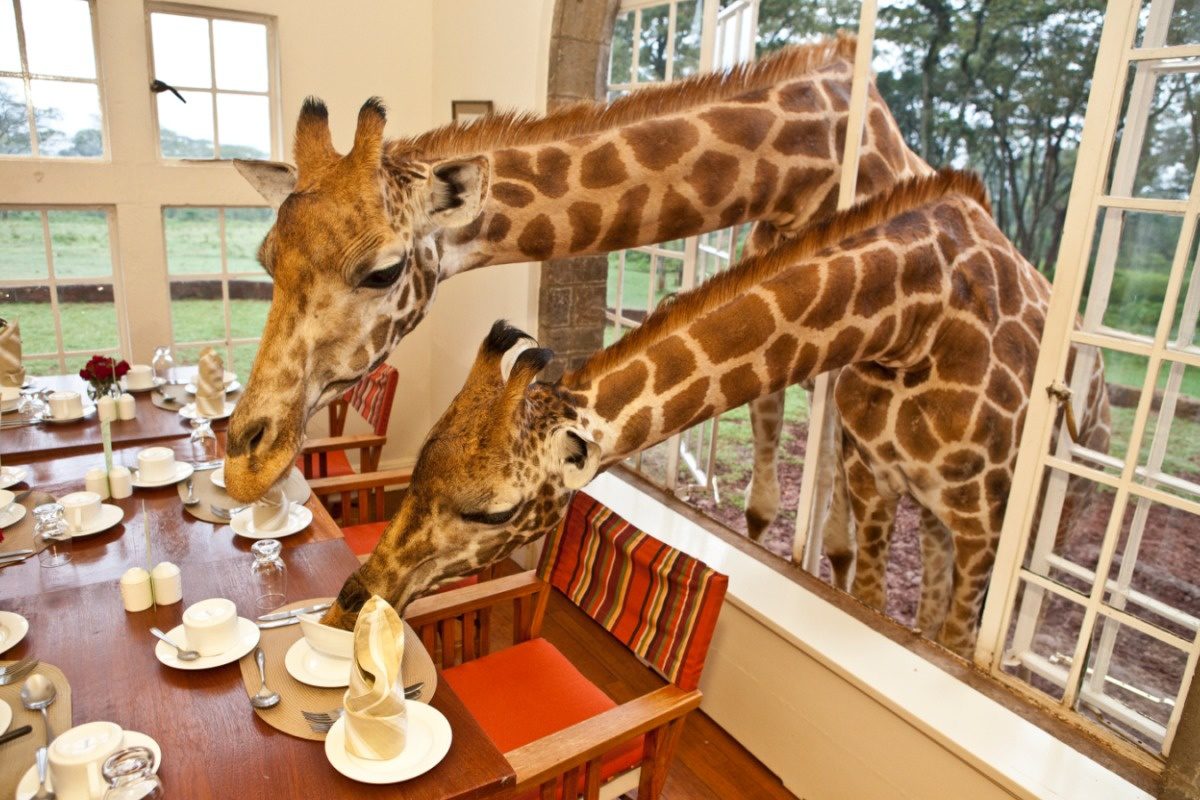 giraffe hotel