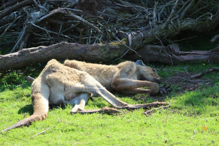 Officials Visit A Zoo After Over 400 Animals Die From Neglect And Abuse