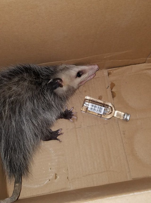 opossum breaks into liquor store