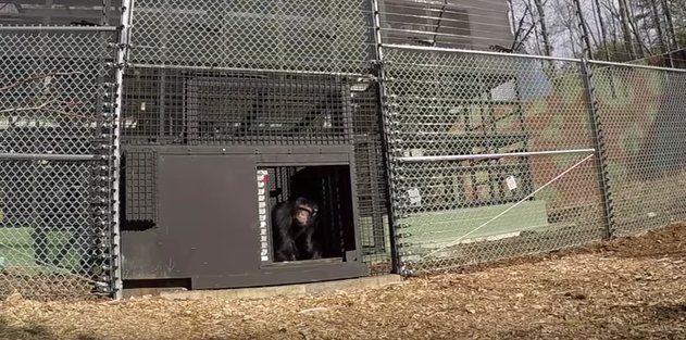 lab chimps explore outdoors