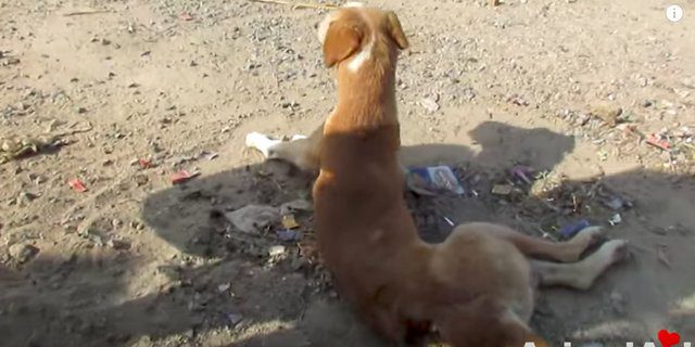 paralyzed dog rescue india
