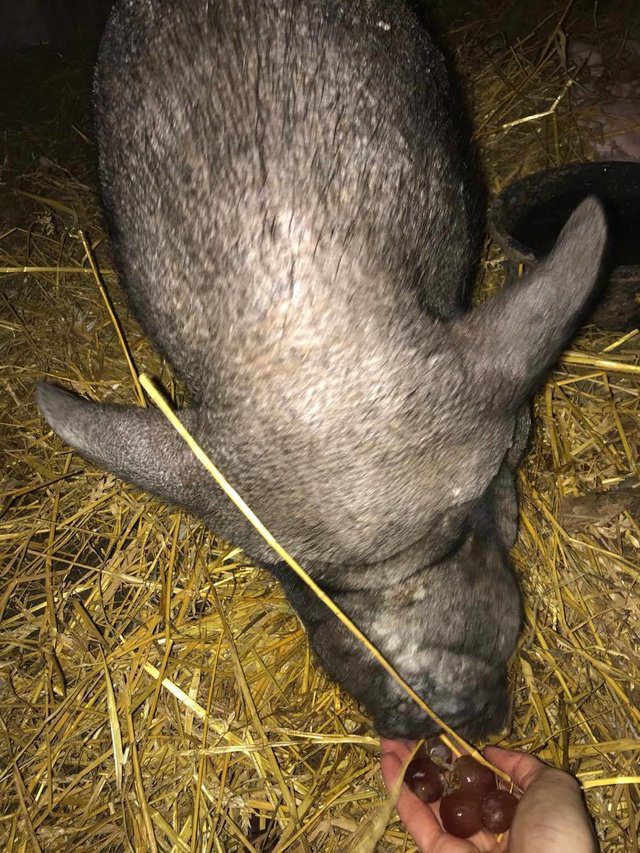 rescued pig gets own blanket