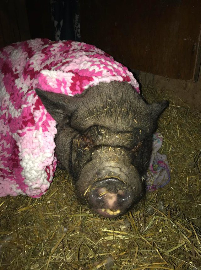 rescued pig gets own blanket