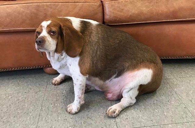 obese dog loses weight