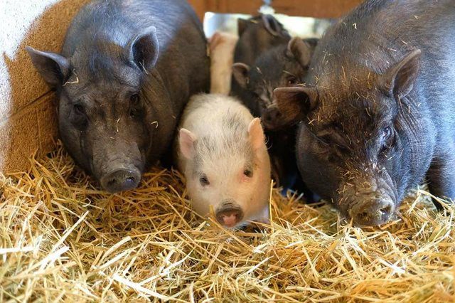 pig decides to mother orphaned piglets