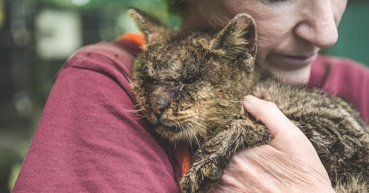 Animal Shelter Rescues Kitten Who They Thought Was 'Unadoptable' We