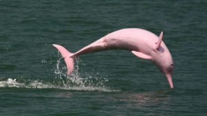 rare pink dolphin