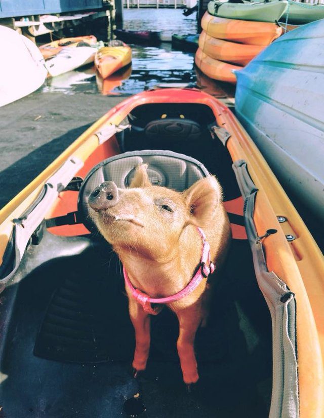 rescue pig goes beach