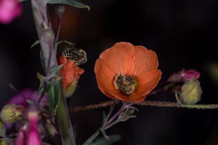 bees sleeping flower